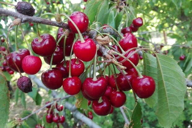 Дерево вишни из бисера: пошаговый урок с фото (4 видео) | Творчество | hb-crm.ru