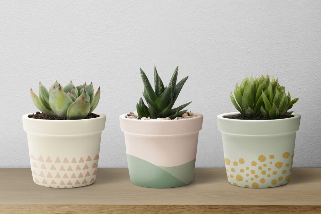 small-succulent-plants-pastel-pots.jpg