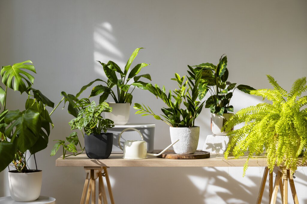 растения indoor-plants-studio.jpg