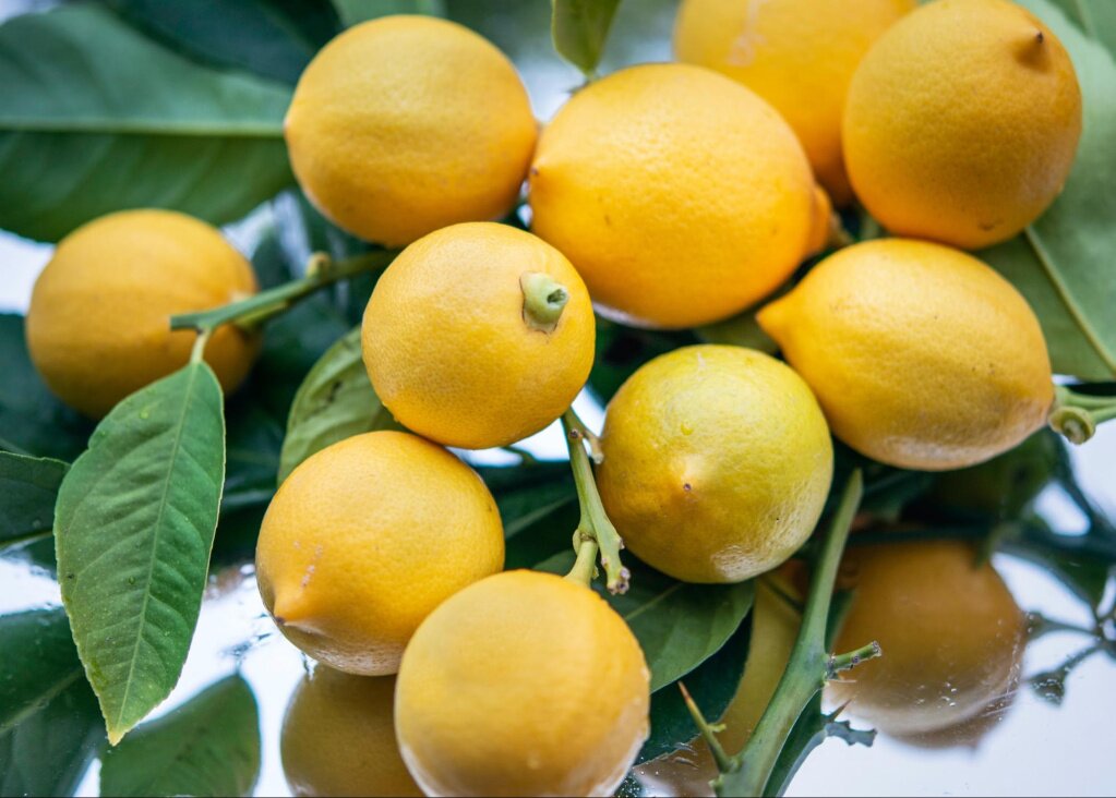 Как вырастить манго из косточки в домашних условиях и получить первые плоды
