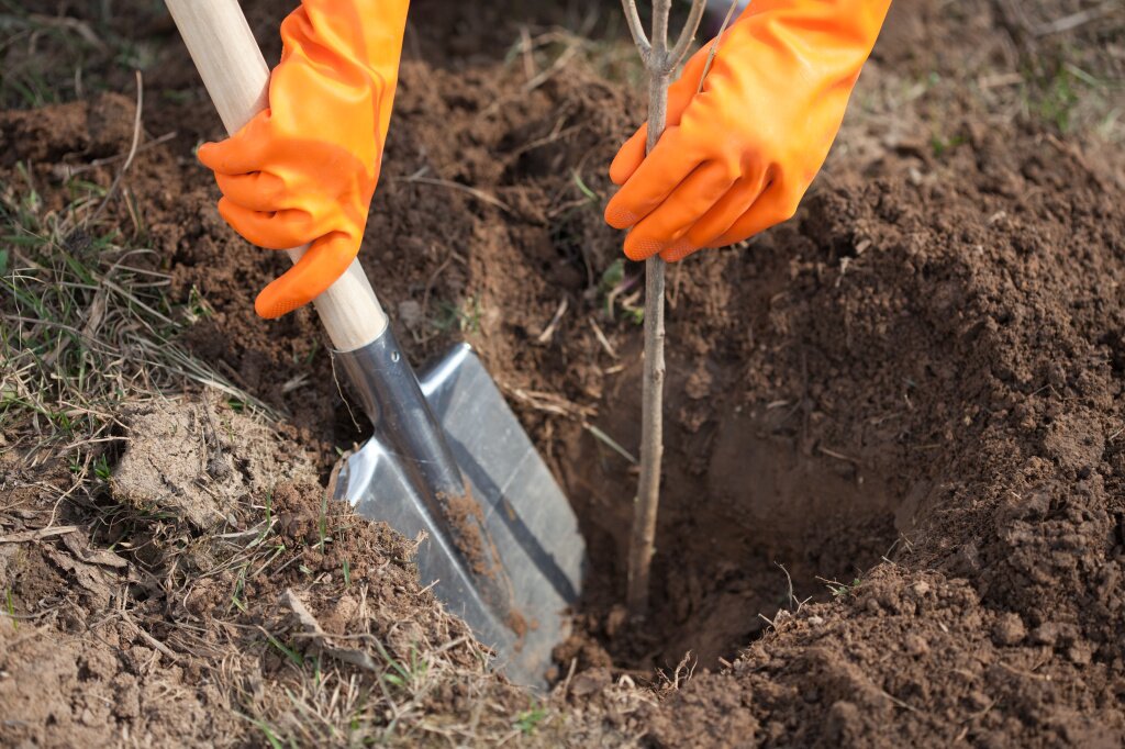 closeup-farmer-planting-tree.jpg