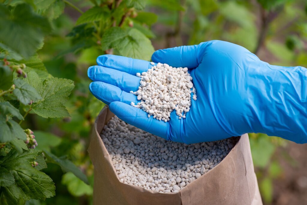 hand-blue-glove-holding-npk-fertilizer-bush-currant.jpg