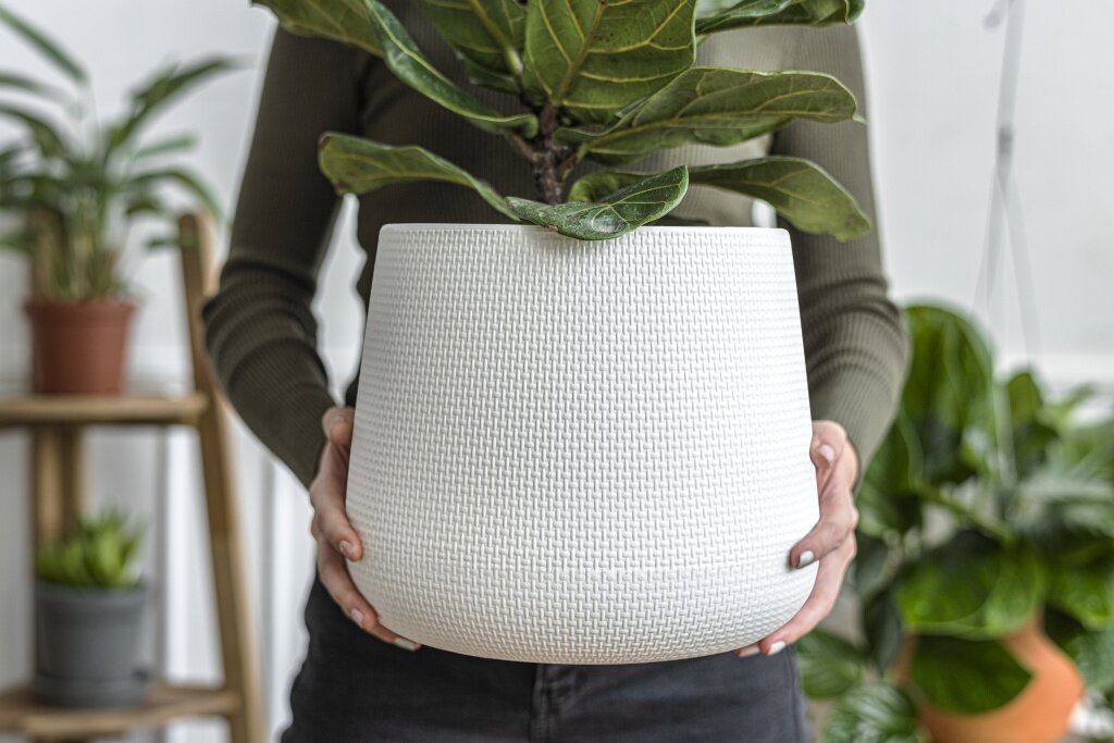 woman-carrying-pot-fiddle-figs.jpg