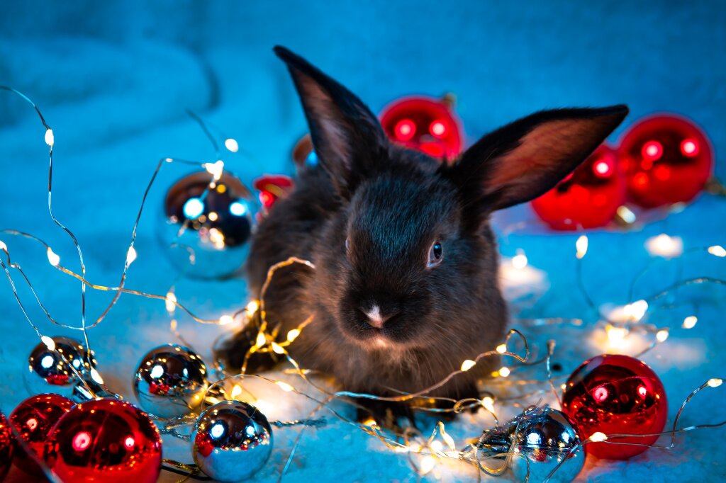 кролик close-up-rabbit.jpg