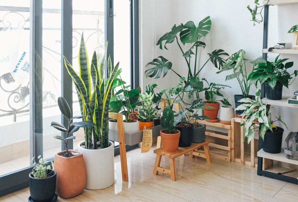 Какие растения лучше всего подходят для дома: полезное озеленение комнат –  блог интернет-магазина Порядок.ру