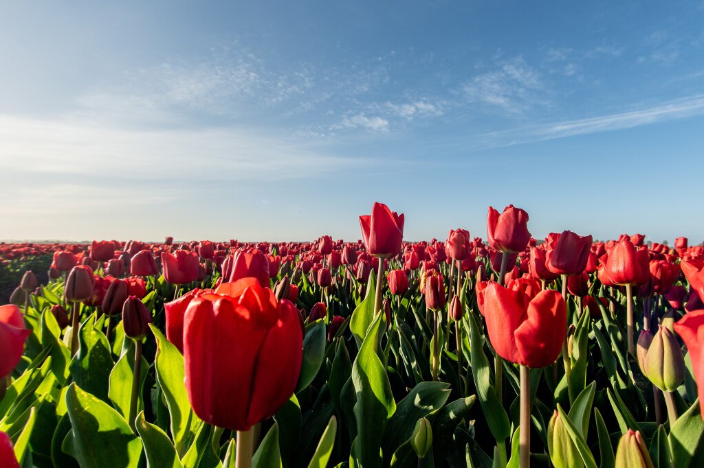 mesmerizing-picture-red-tulip-field-sunlight.jpg