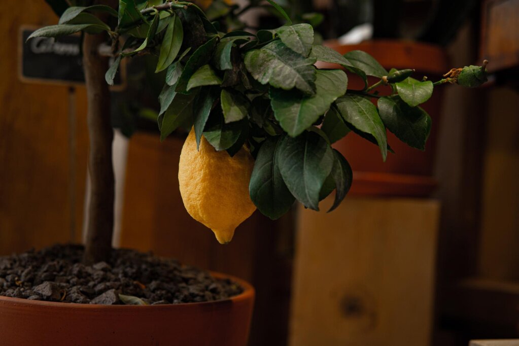 Комнатный лимон: правильный уход в домашних условиях