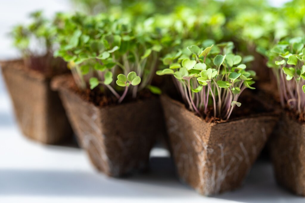 green-sprouts-arugula-with-roots-biodegradable-peat-pot-seedling-ready-transplanting.jpg