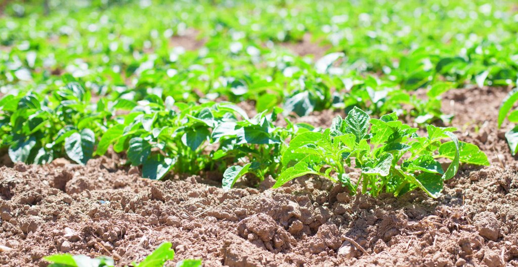 Выращивание картофеля: изучаем различные методы и выбираем свой | optnp.ru | Дзен
