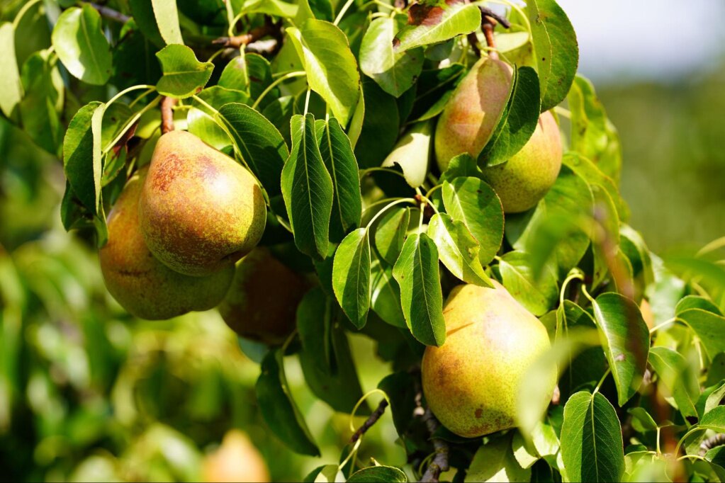 Сбор урожая яблок и груш