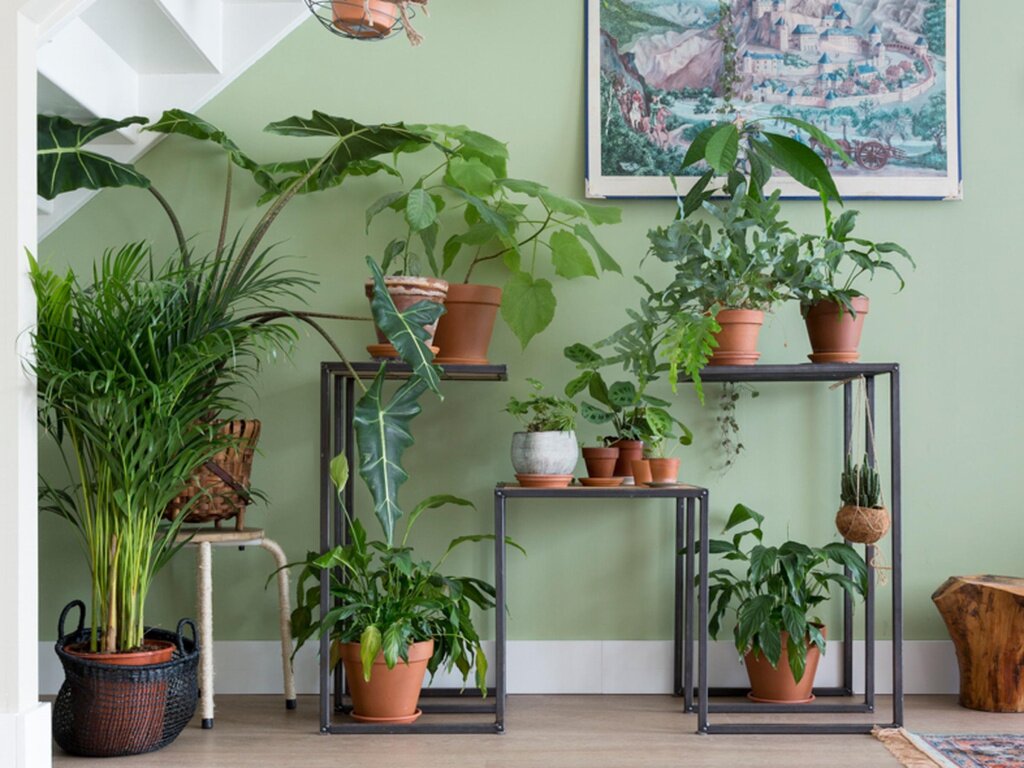 Домашние растения как часть интерьера - статьи про мебель в блоге «Гуд Мебель»