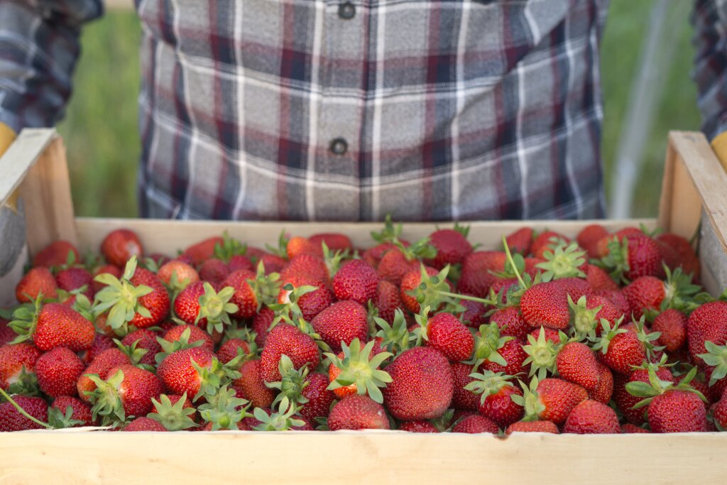 клубника farmer-holding-crate-full-fresh-organic-strawberries.jpg