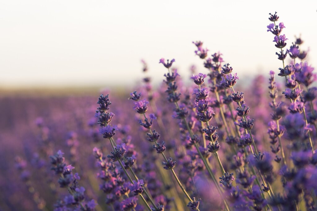 лаванда beautiful-blurry-lavender-plants.jpg