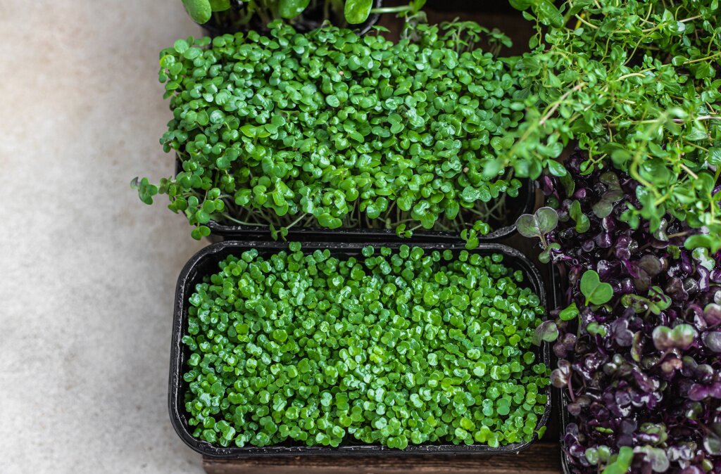 микрозелень дома razlicnye-vidy-mikro-zeleni-prorasivanie-seman-v-domasnih-usloviah-koncepcia-veganskogo-i-zdorovogo-pitania.jpg