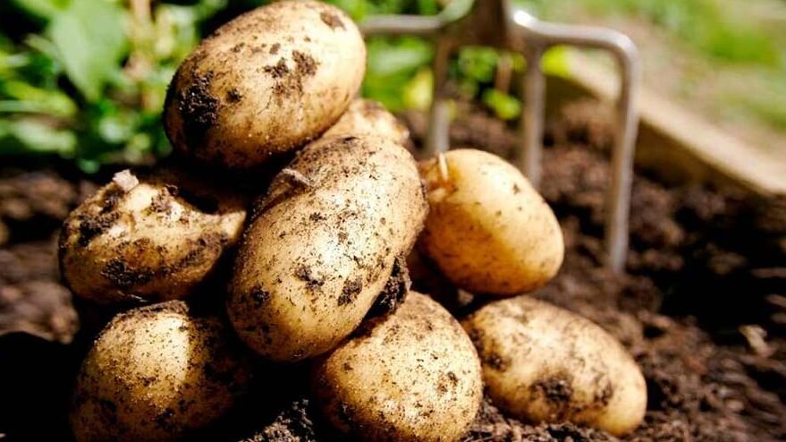 Методы выращивания картофеля – блог интернет-магазина Порядок.ру