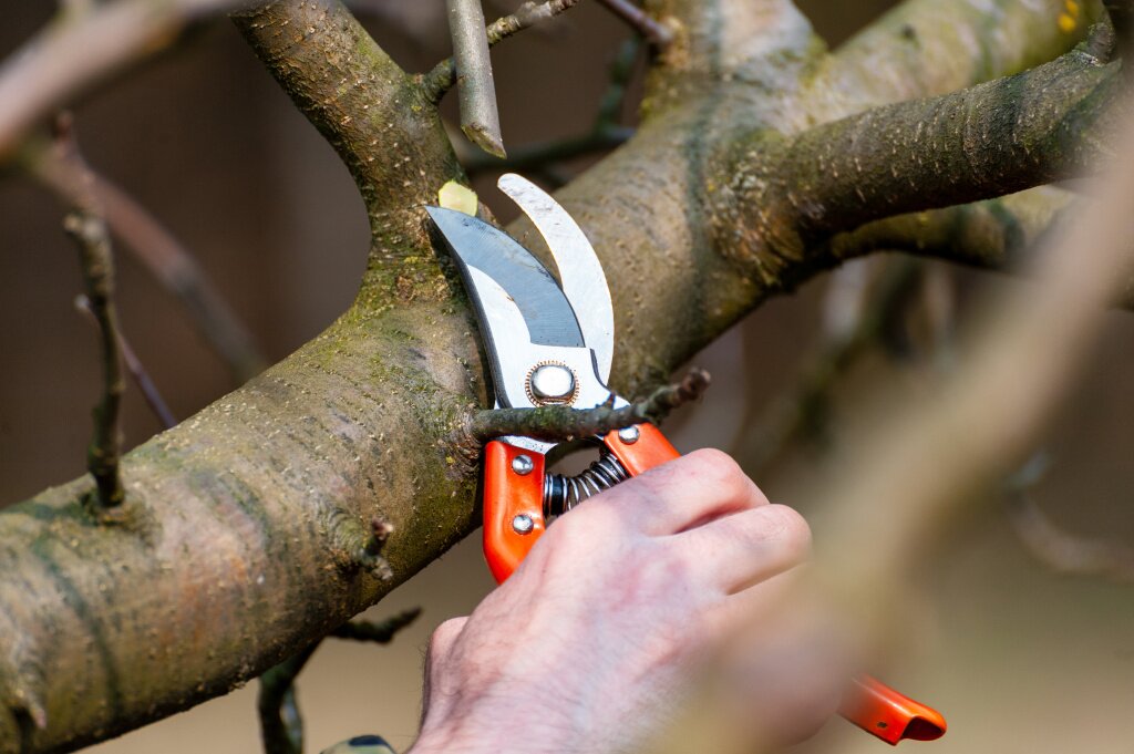 spring-pruning-trees-farmer-looks-after-orchard.jpg spring-pruning-trees-farmer-looks-after-orchard.jpg