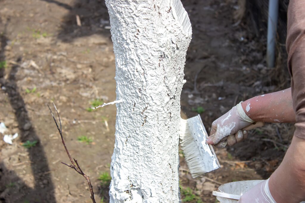 girl-whitewashing-tree-trunk-spring-garden-whitewash-spring-trees-protection-from-insects-pestsselective-focus.jpg