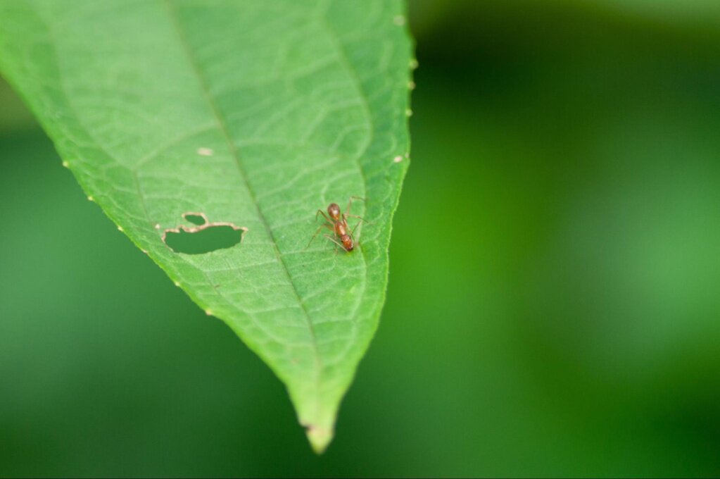 Растения-отпугиватели муравьёв