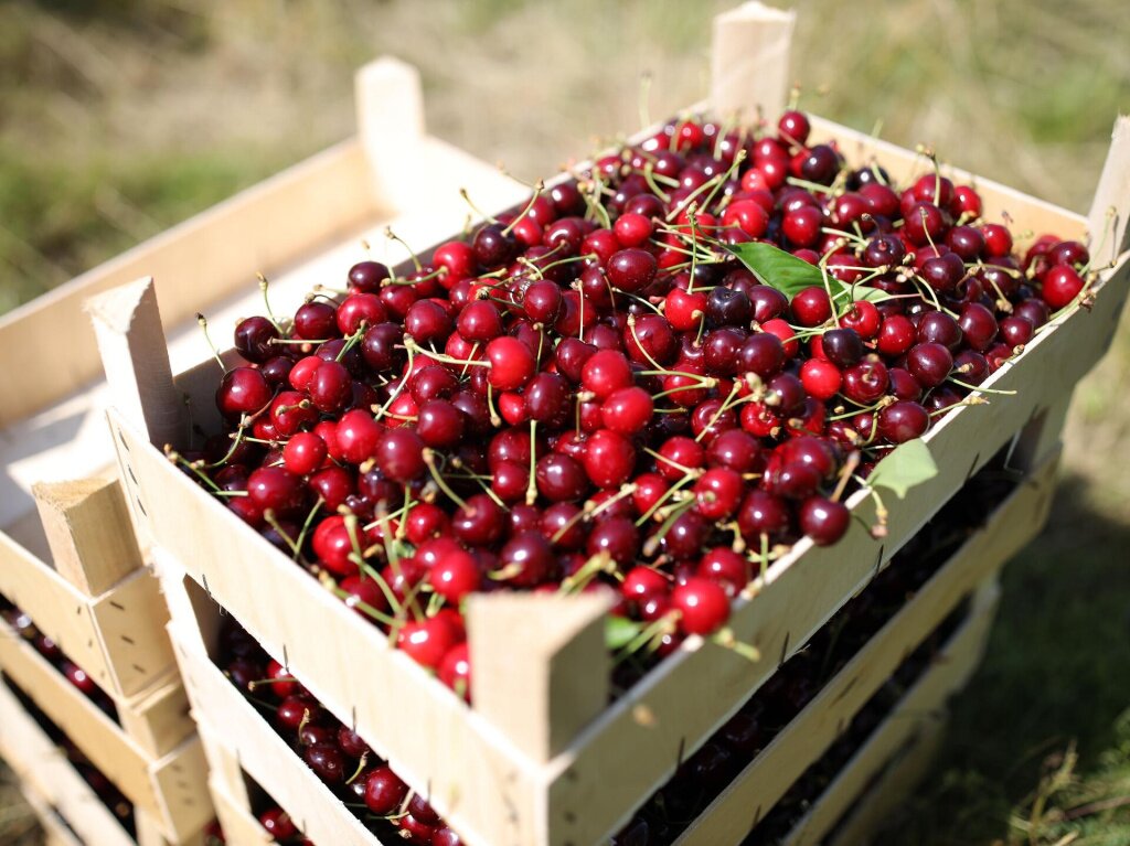 Сбор урожая вишни: как собрать просто и эффективно, приспособления – блогинтернет-магазина Порядок.ру