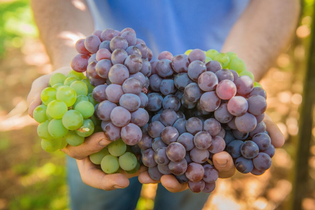 Как вырастить виноград на своем участке: правила и советы – блогинтернет-магазина Порядок.ру