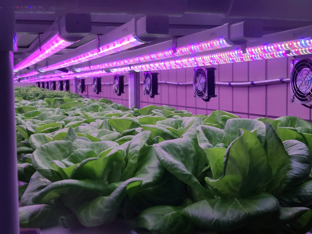 лампа vegetables-are-growing-indoor-farm-vertical-farm.jpg