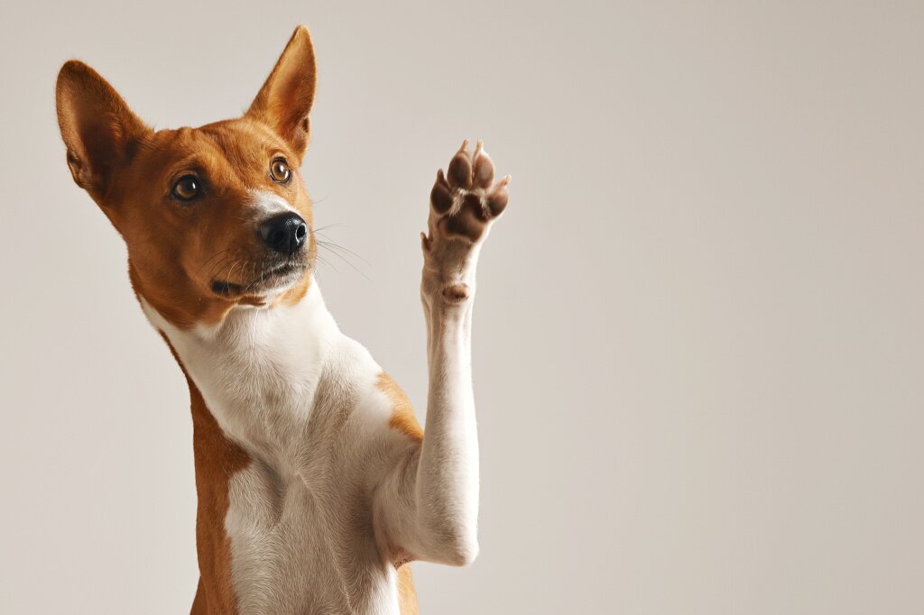 adorable-brown-white-basenji-dog-smiling-giving-high-five-isolated-white.jpg