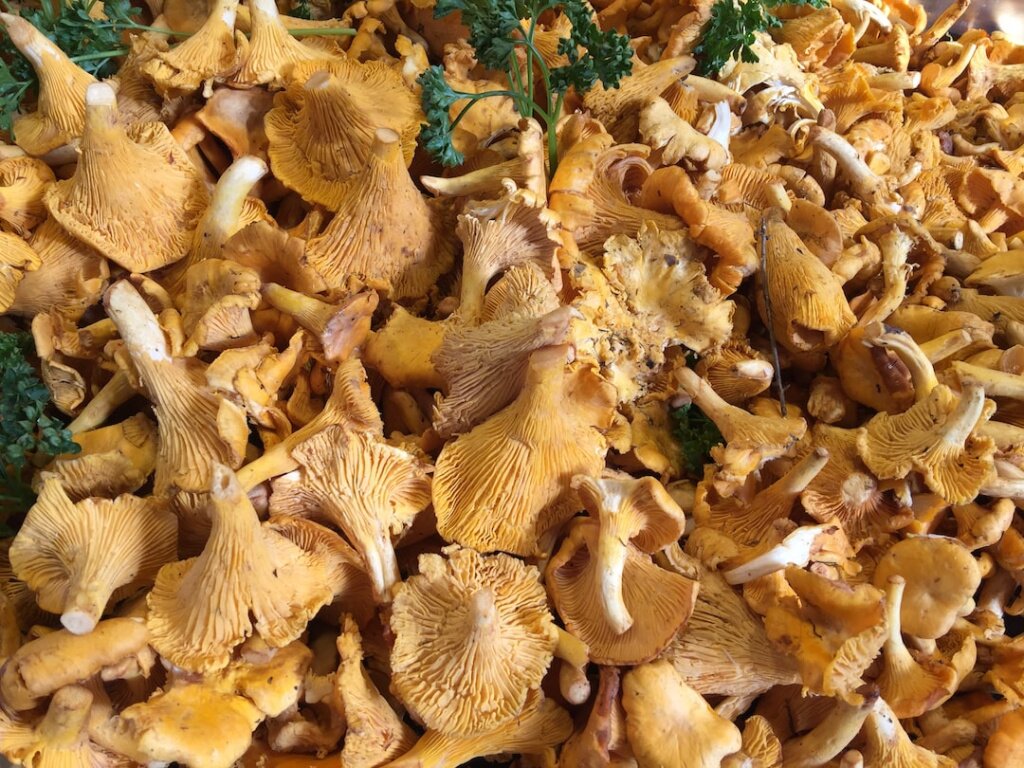 Сколько и как хранить сушеные грибы в домашних условиях (белые, опята, лисички, подберезовики)