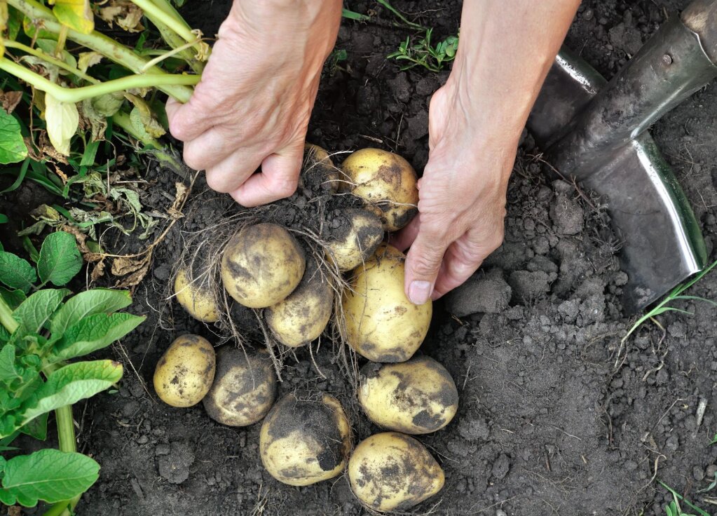 Как и где хранить картошку, чтобы не испортилась – блог интернет-магазинаПорядок.ру