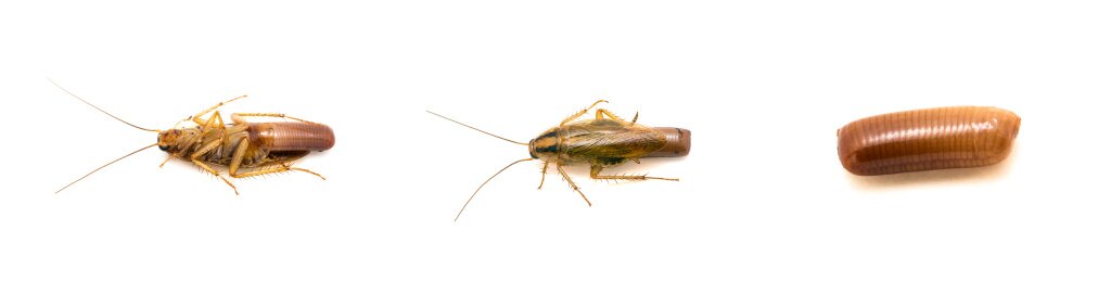 Как выводить тараканов?