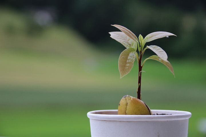 Авокадо в домашних условиях – секреты выращивания