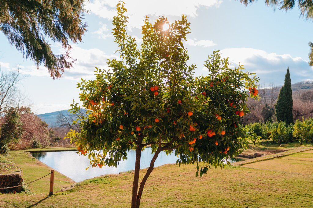 деревья tree-with-many-oranges-very-blue-sky.jpg