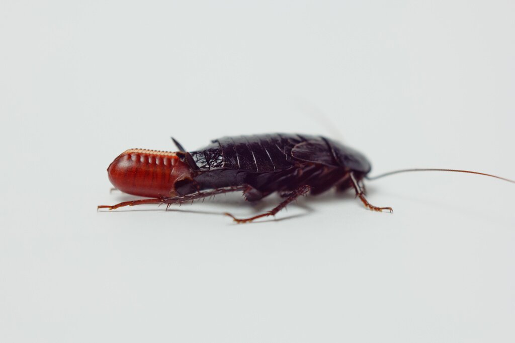 Как эффективно избавиться от тараканов?