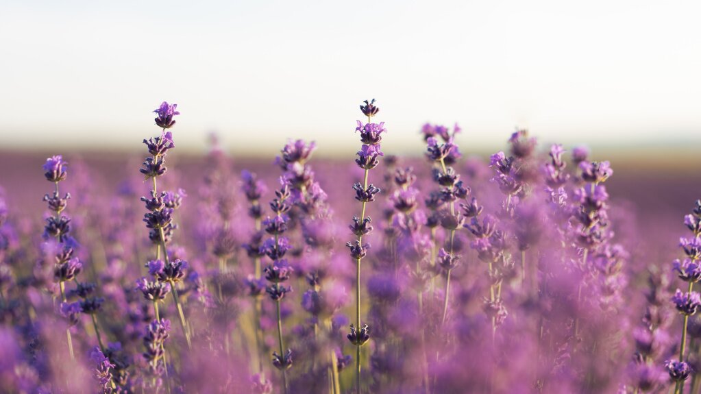 лаванда beautiful-lavender-field-background.jpg