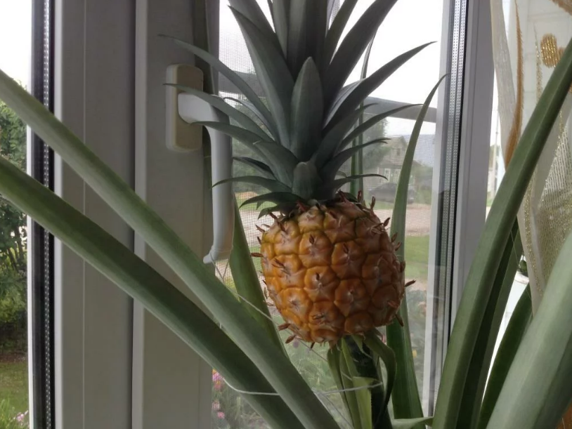 Условия для выращивания ананаса дома 