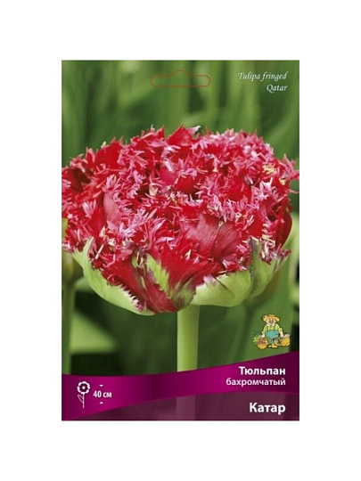 Луковицы Тюльпан бахромчатый, Катарина, 11-12/К, 7 шт