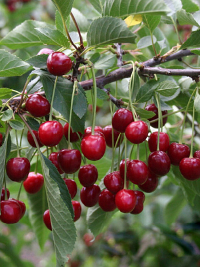 Саженцы Вишня, Тургеневка, 751544