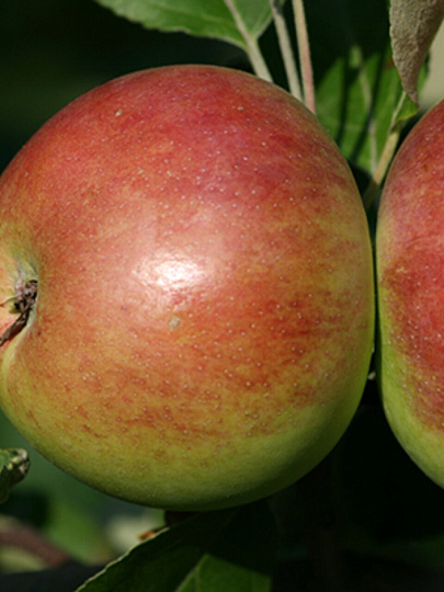 Саженцы Яблоня колонновидная, Сенатор, 763100