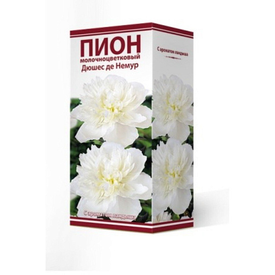 Корневище Пион молочноцветковый, Дюшес де Немур, 2-3