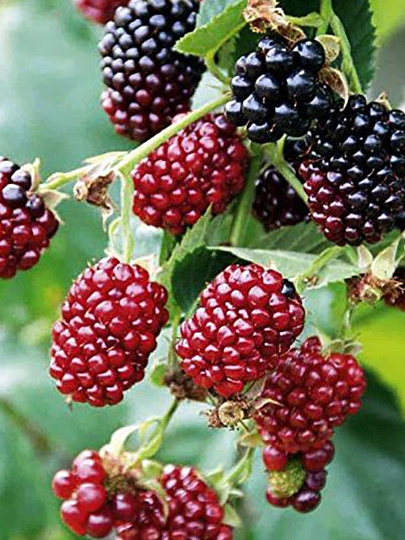 Саженцы Ягода Ежевика, Бознберри, Ежемалина (малина х ежевика)