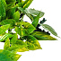 Декоративная панель Трава Apple leaf, 50х50х4 см, Y4-4002 - фото 2