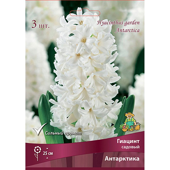 Луковицы Гиацинт садовый, Антарктика, 14-15/К, 3 шт