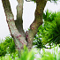 Дерево искусственное декоративное в кашпо, 115 см, Y4-3390 - фото 3