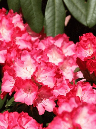 Саженцы Рододендрон якушиманский, Фантастика, 00000750554