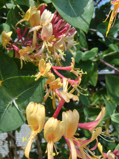 Саженцы Жимолость, Гекротта Голдфлейм, декоративная, 750878