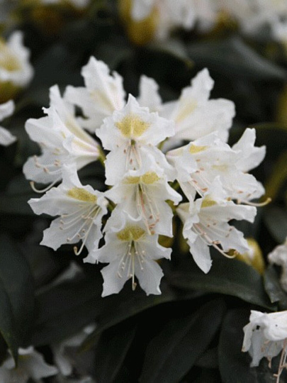 Саженцы Рододендрон гибридный, Канингемс Вайт, 750527