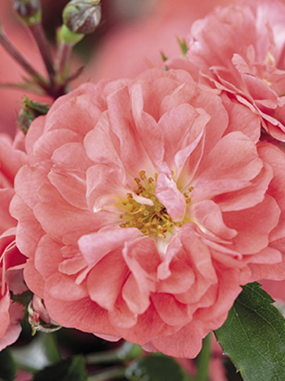 Саженцы Роза Мейян флорибунда, Корал Дрифт, 820388