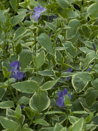 Луковицы Барвинок большие, Вариегата, 750317