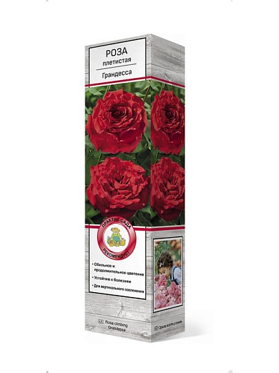 Саженцы Роза плетистая, Грандесса, 799198
