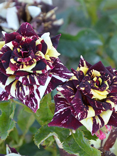 Саженцы Роза чайно-гибридная, Абракадабра