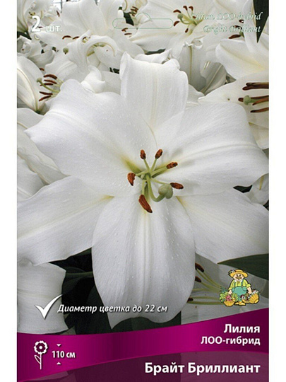 Луковицы Лилия ЛОО-Гибрид, Брайт Бриллиант, 12-14, 2 шт